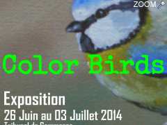 photo de color birds